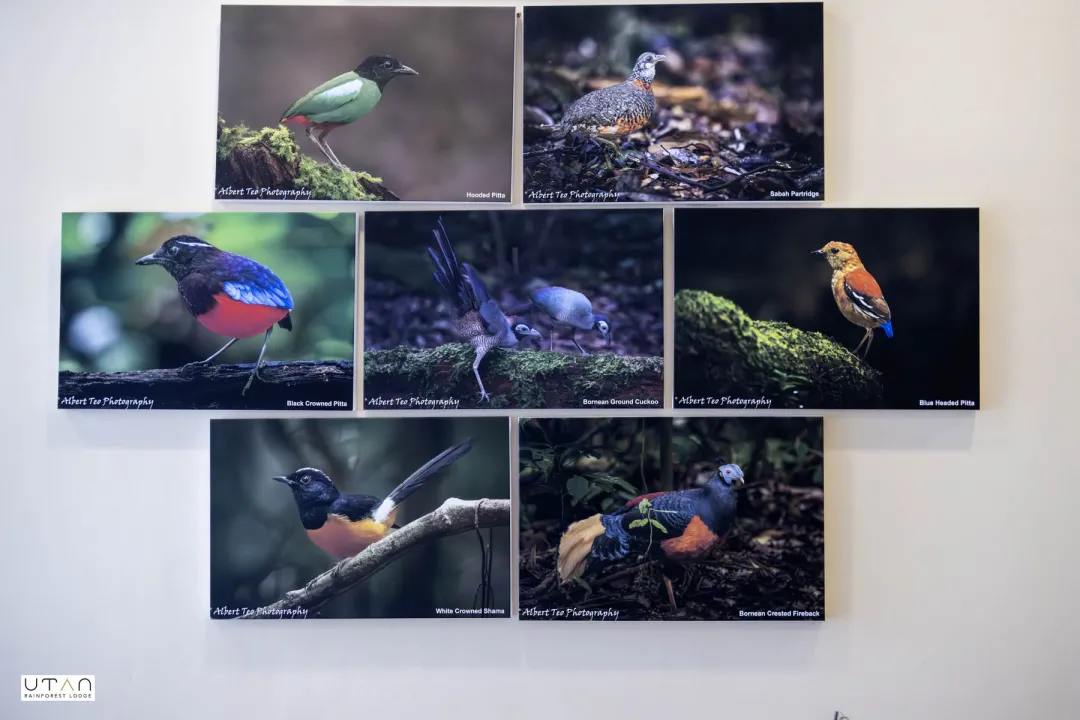 Birds of UTAN