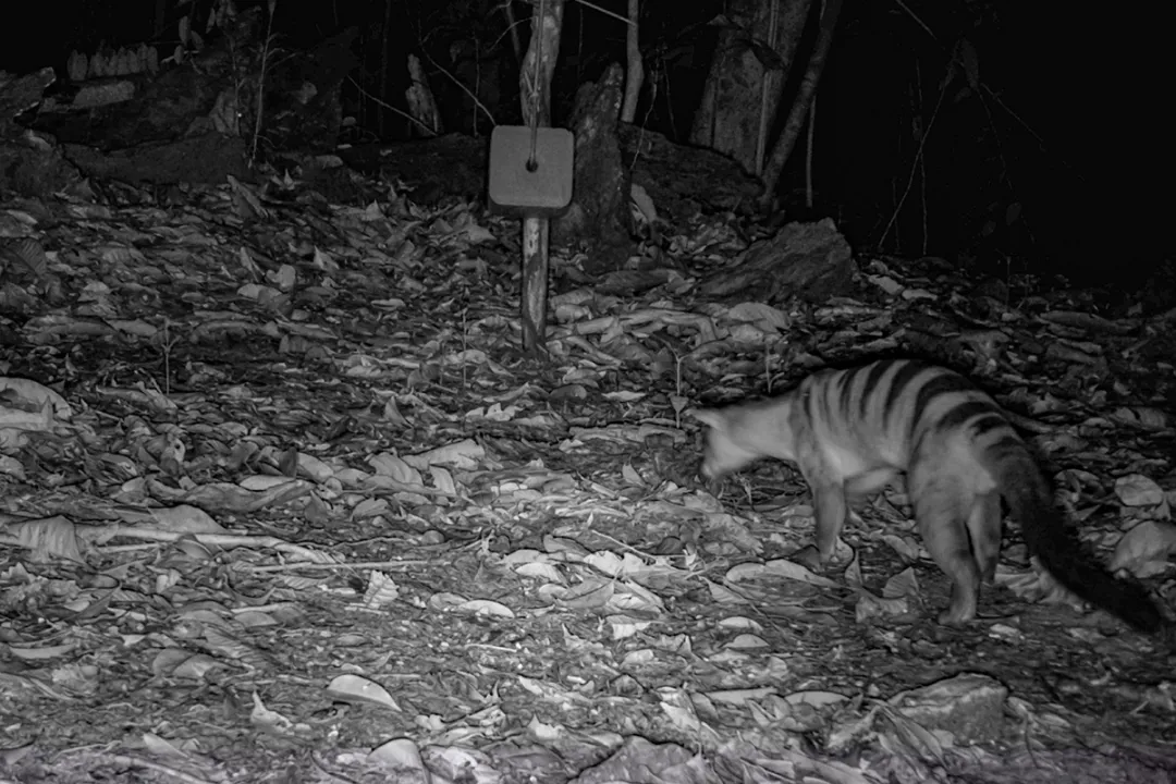 Spot rare wildlife like banded civets, slow lorises and western tarsiers
