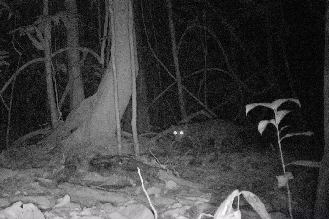Nocturnal life captured on our camera traps form part of the experience