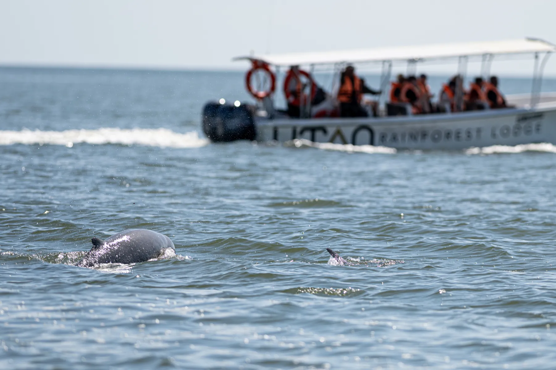 Irrawaddy Dolphin