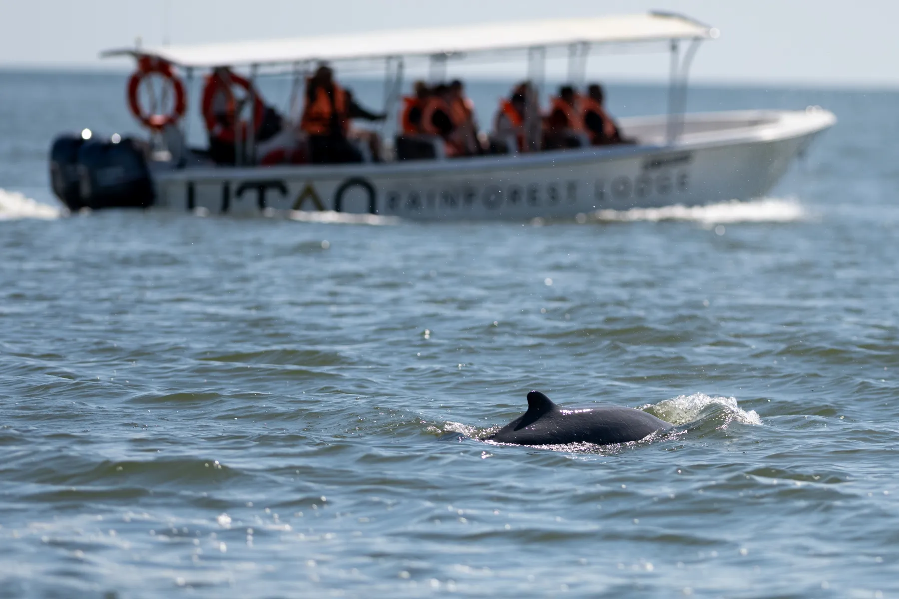 Irrawaddy Dolphin
