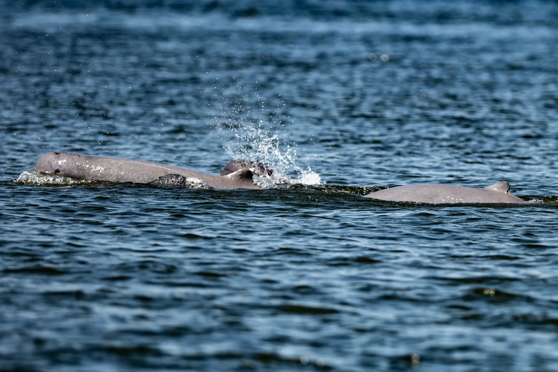 Irrawaddy Dolphin