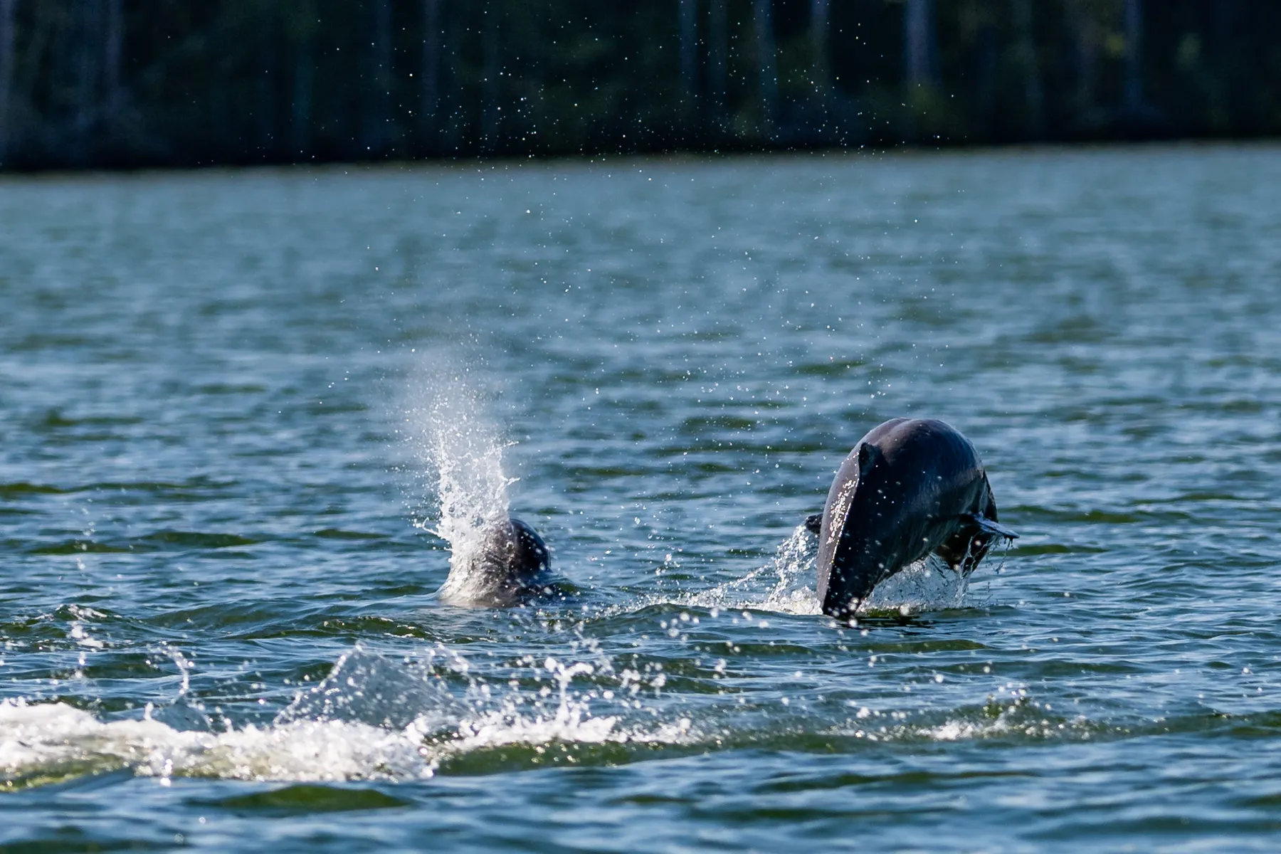 Irrawaddy Dolphin