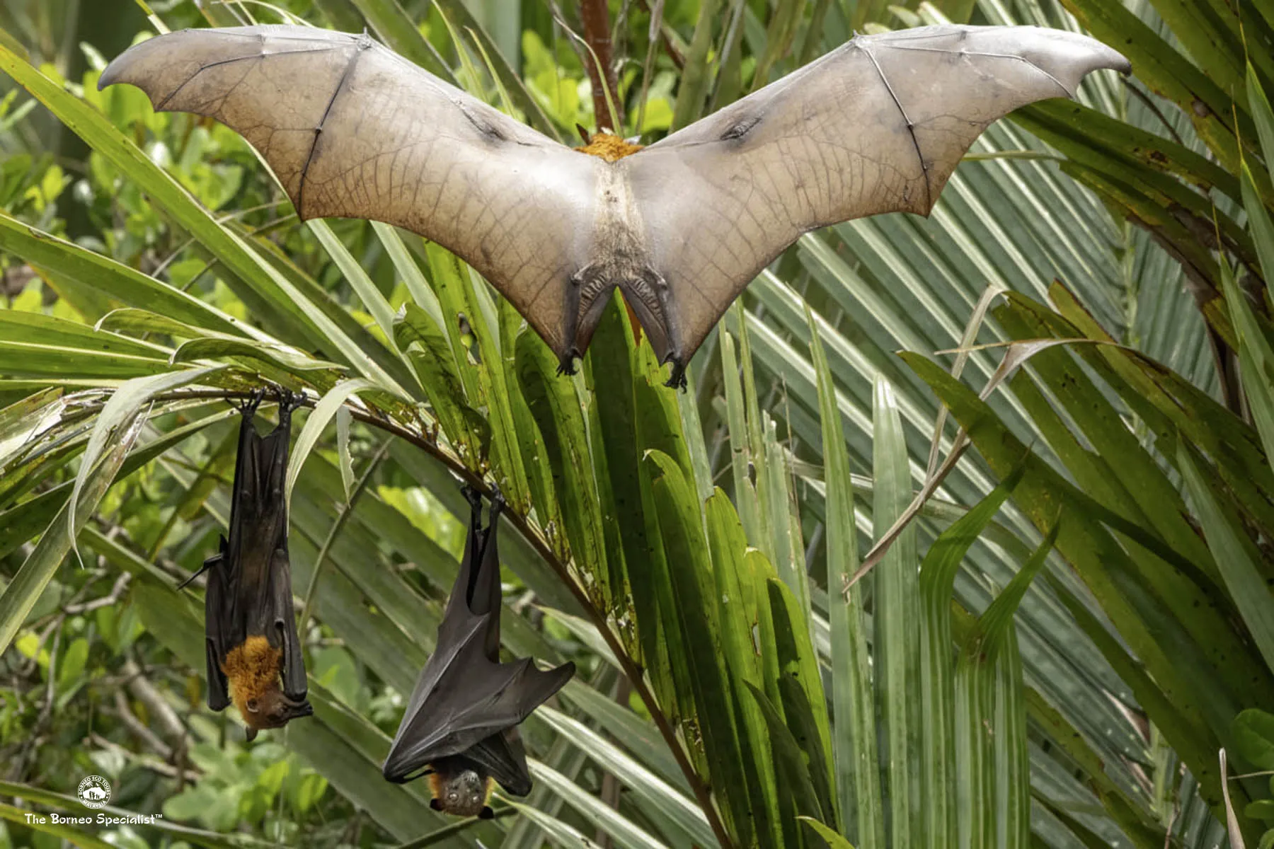 Flying fox
