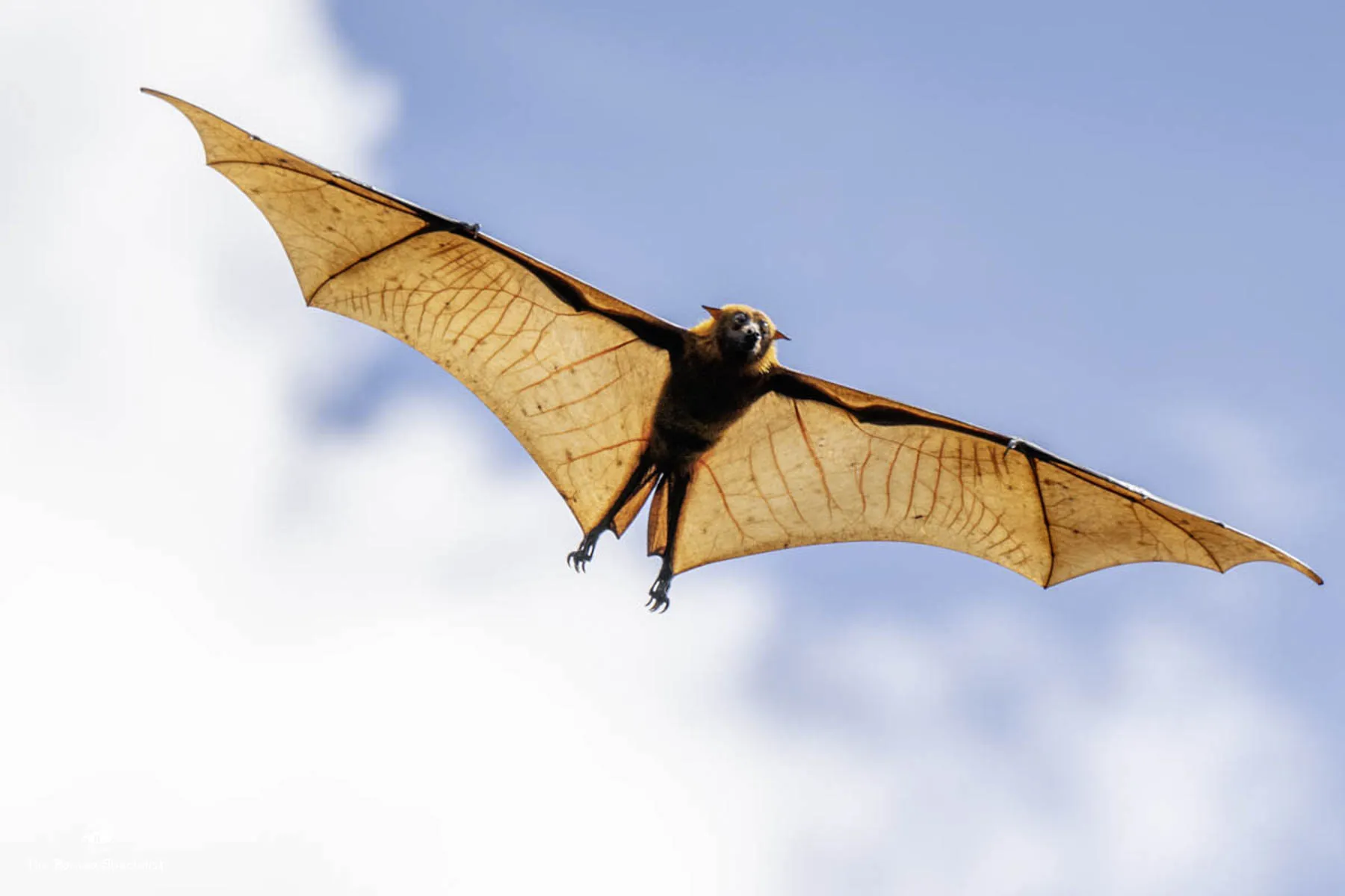 Flying Fox