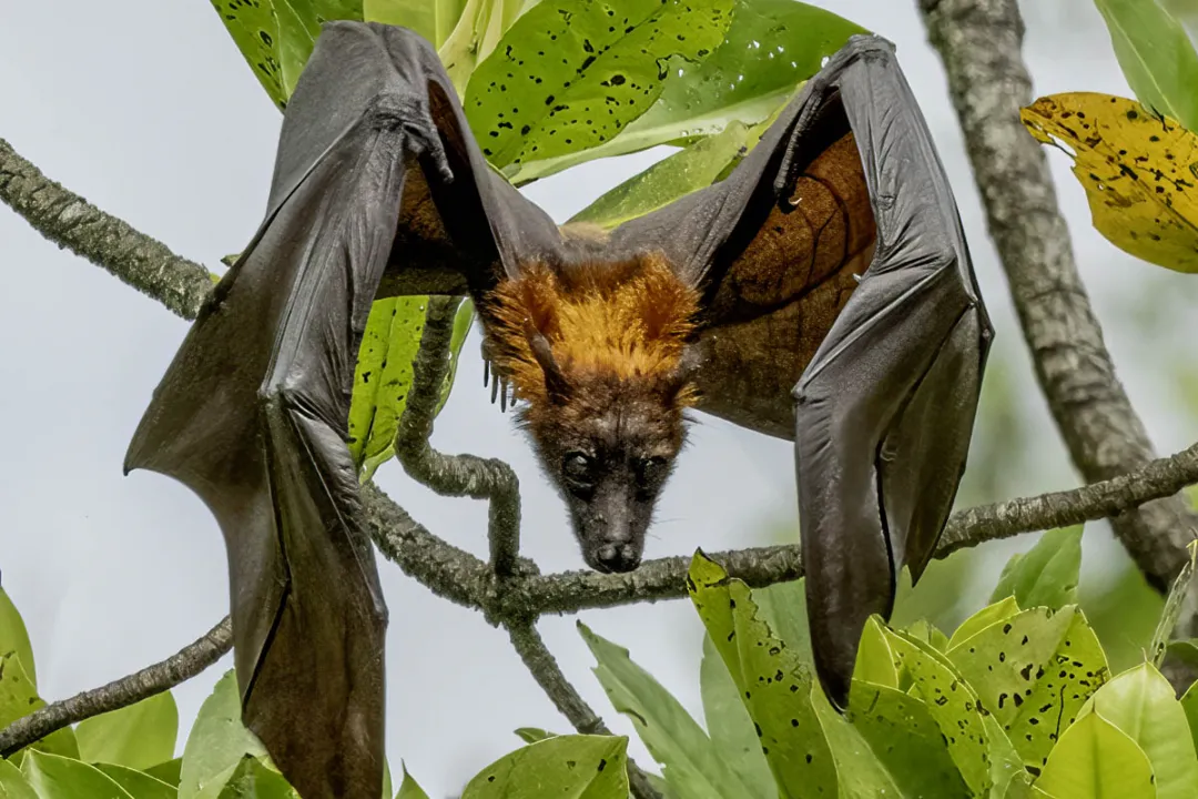 Witness the world's largest flying mammal, the flying fox in their hundreds here