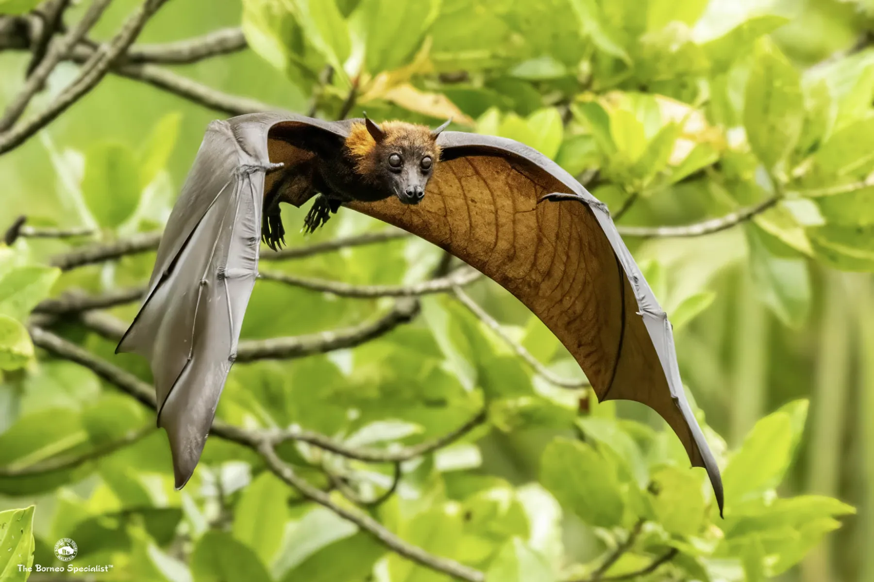 Flying Fox in Tabin Estuary cruise