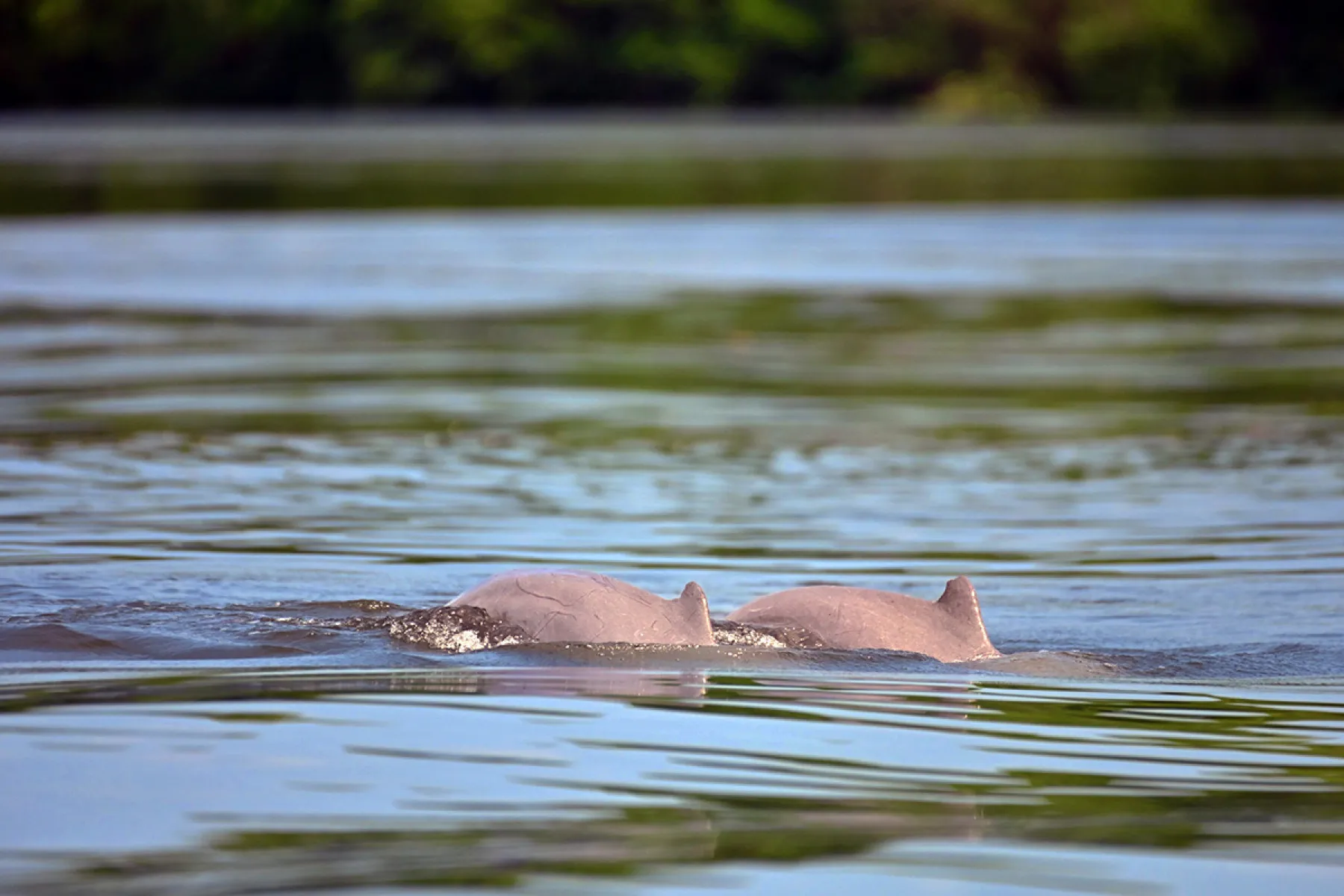 Irrawaddy Dolphins in Tabin Estuary