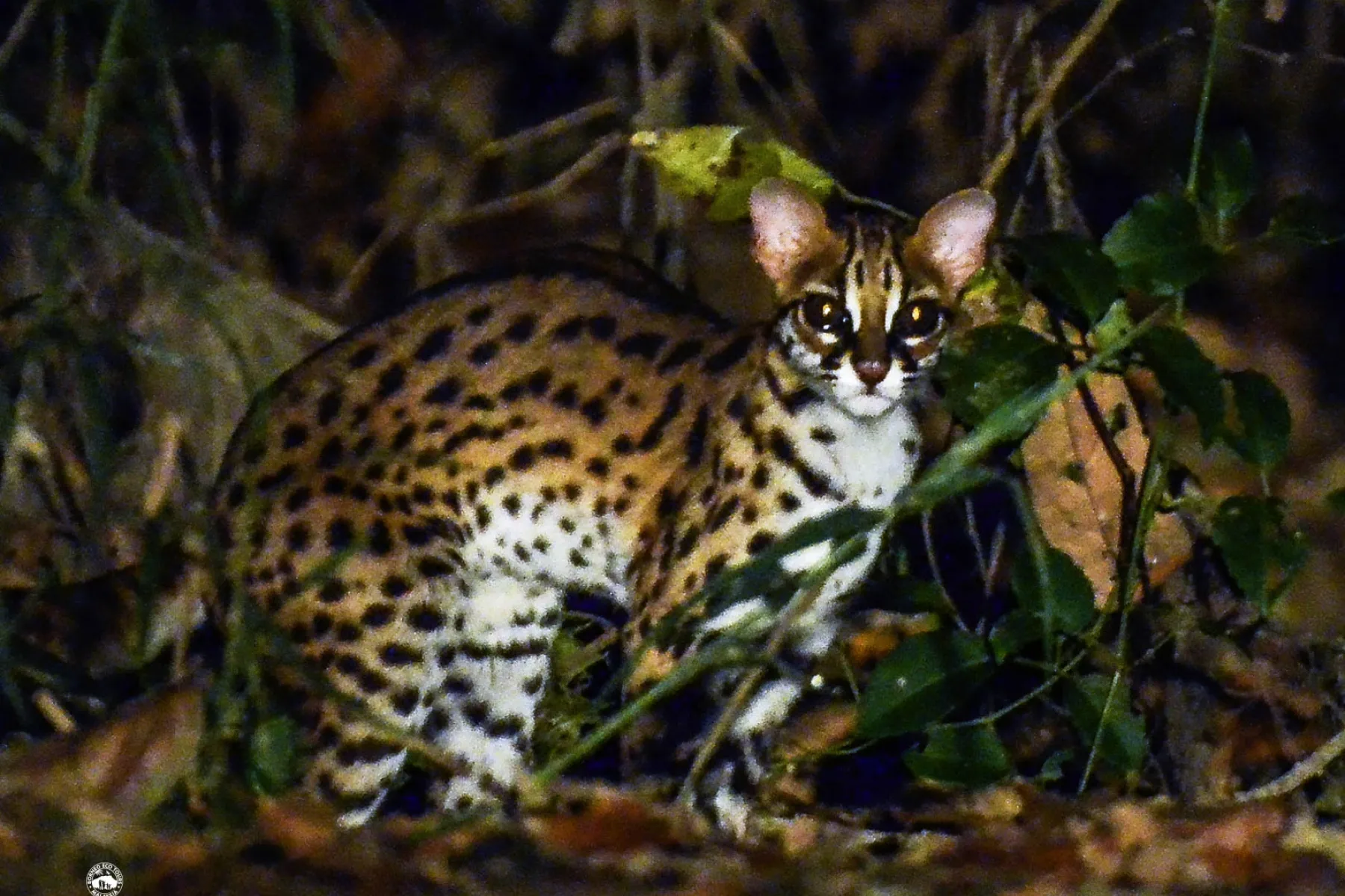 leopard cat