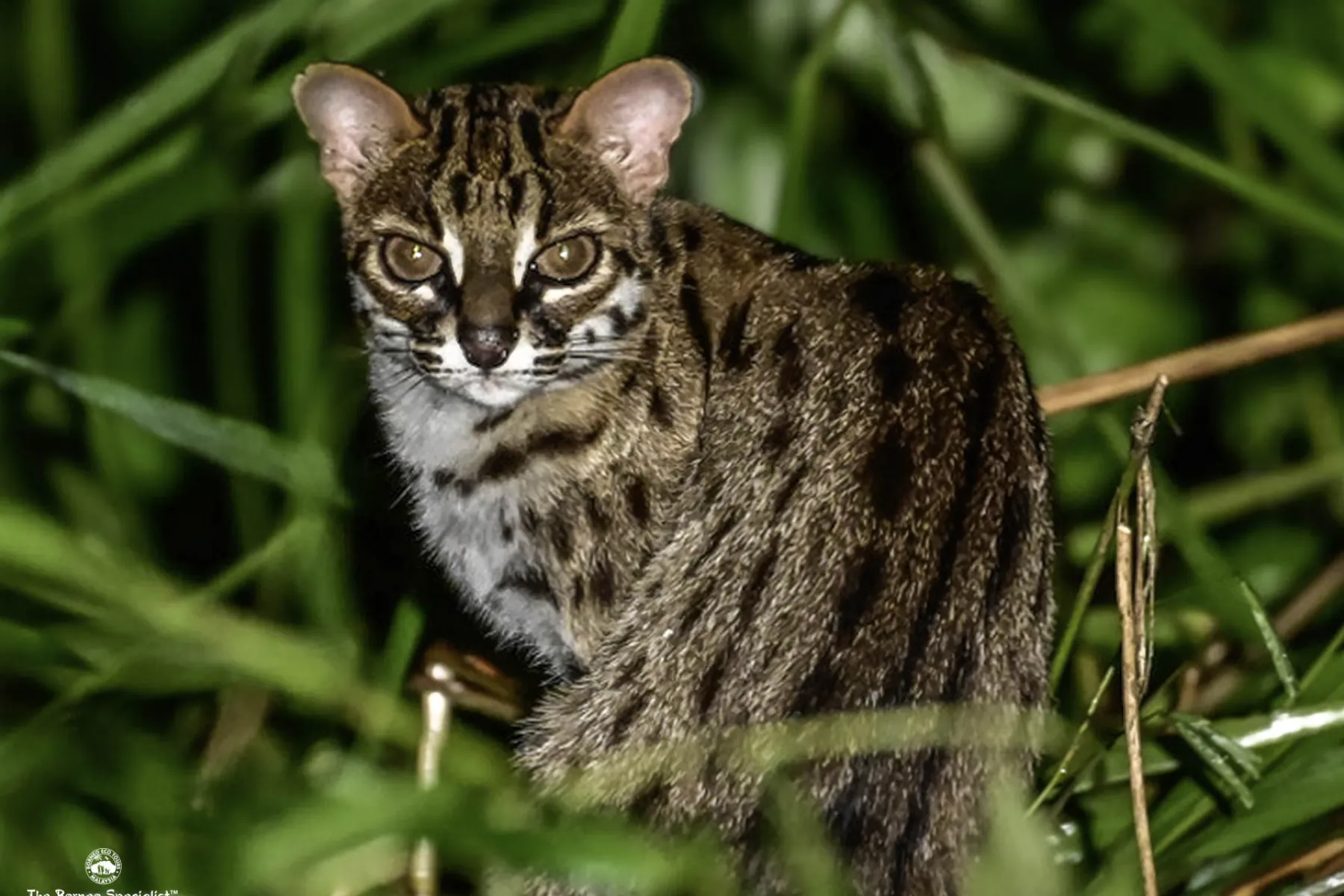 Leopard cat