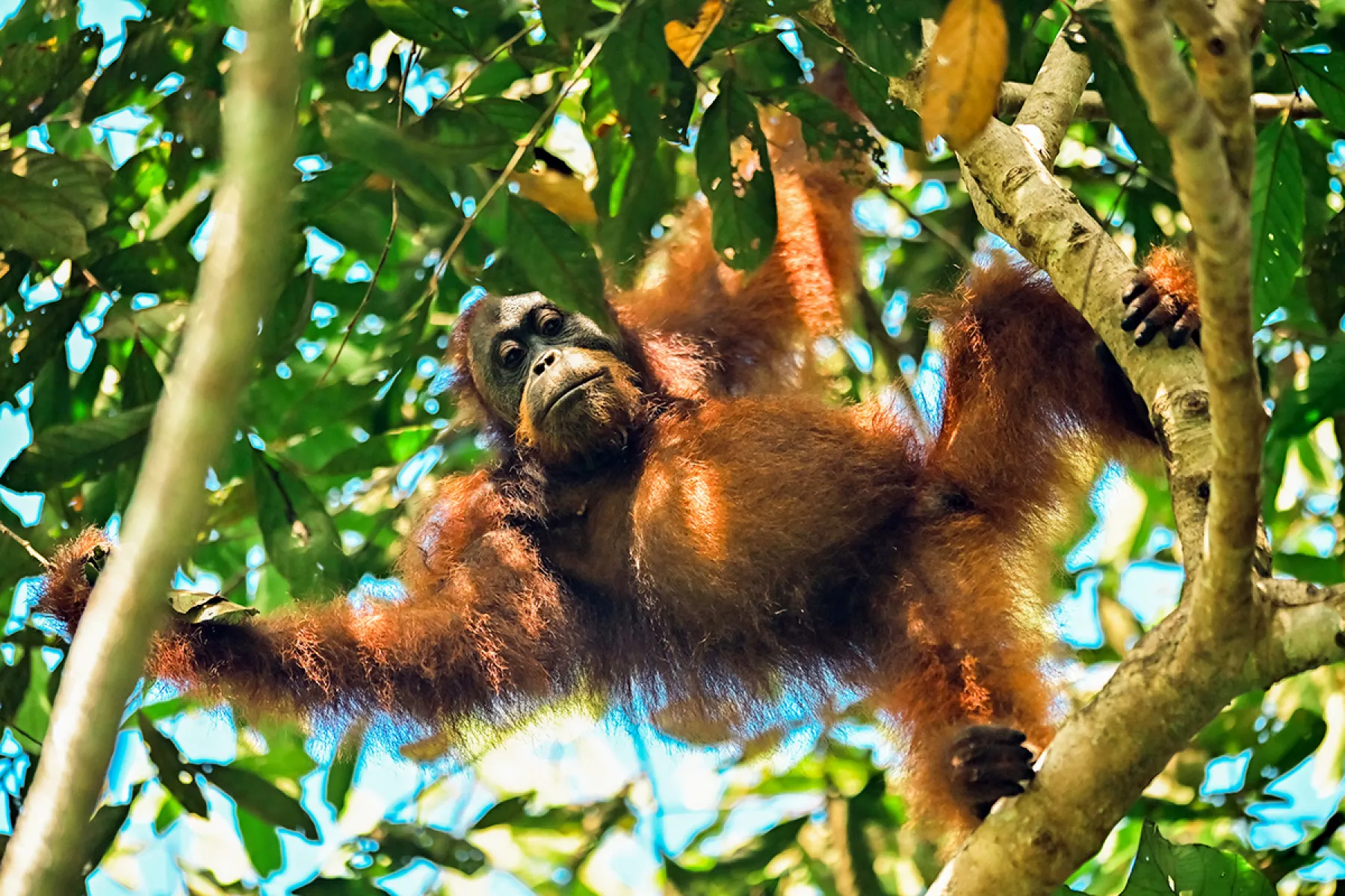 Orangutan in Tabin
