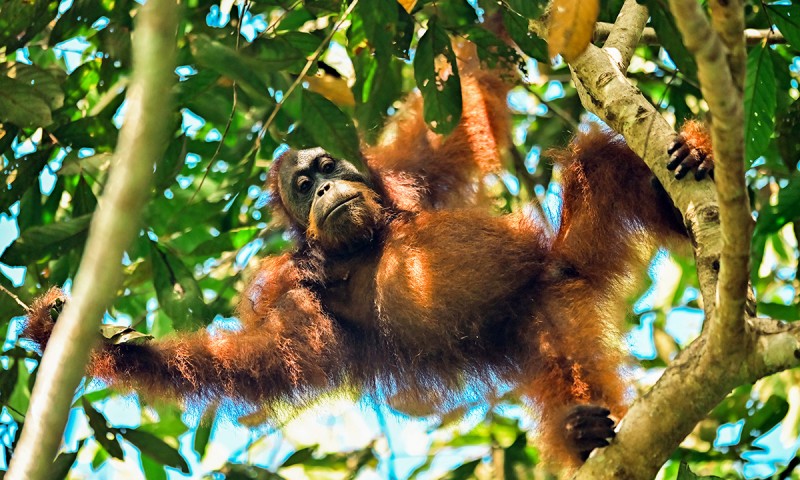 Wildlife Wonders