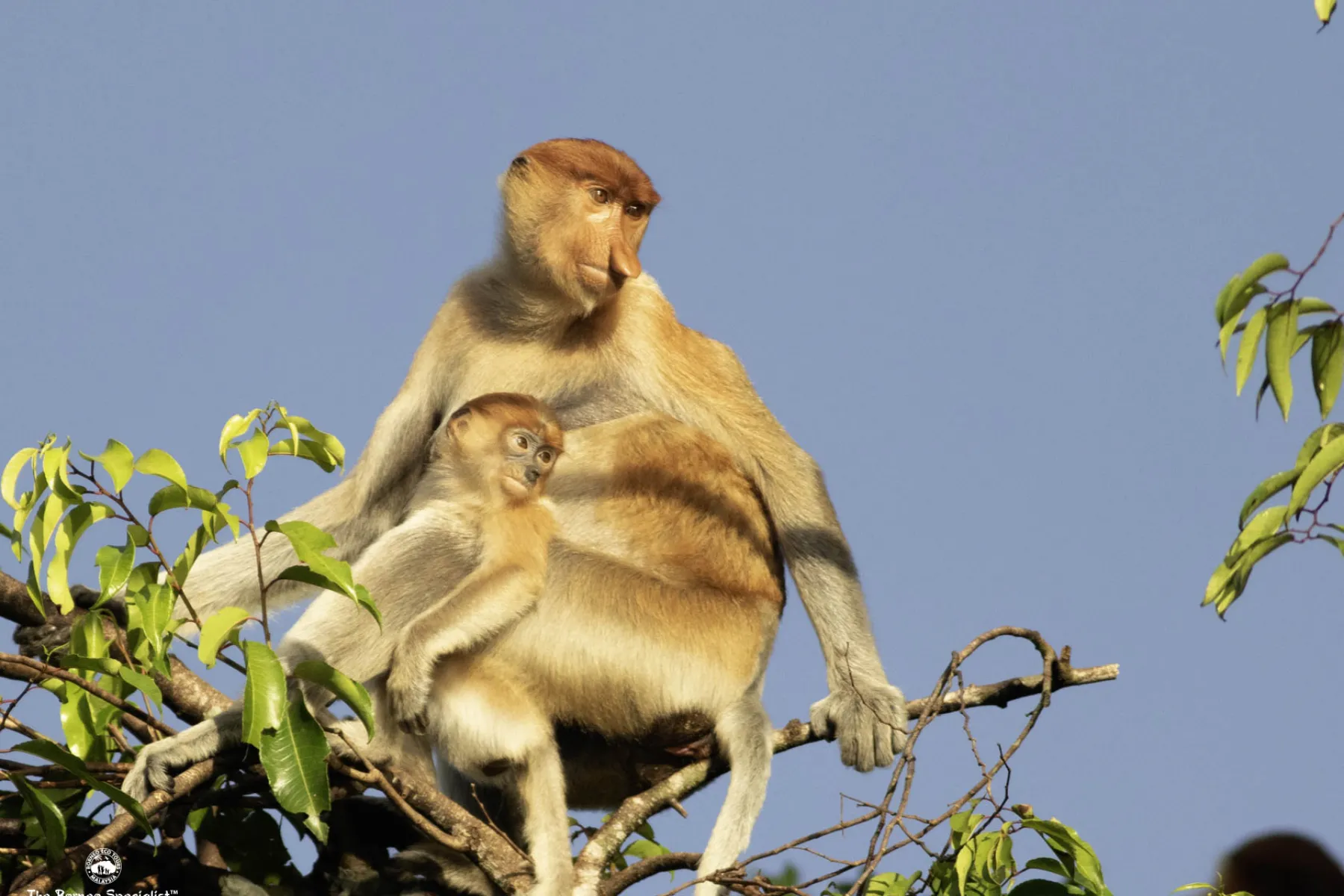 Proboscis monkeys