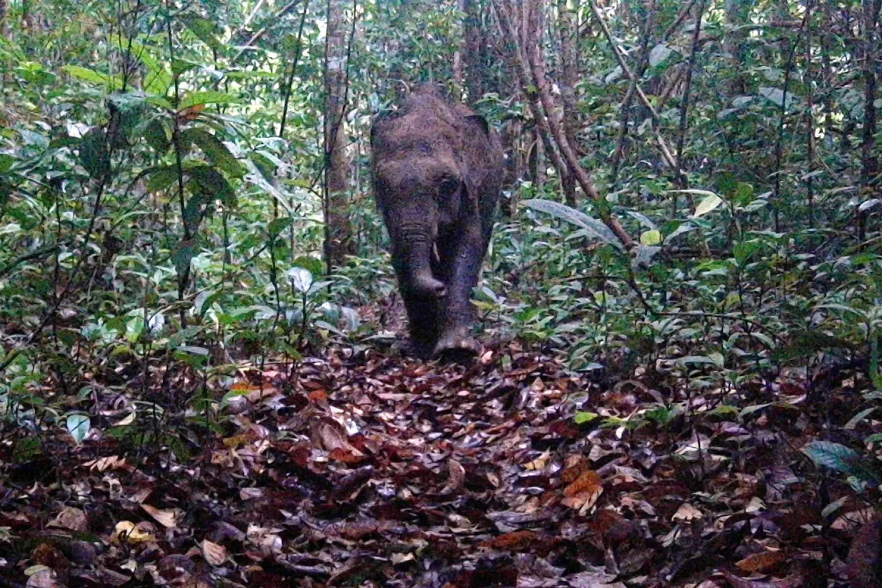 Bornean Pygmy Elephant captured on the camera trap in Tabin