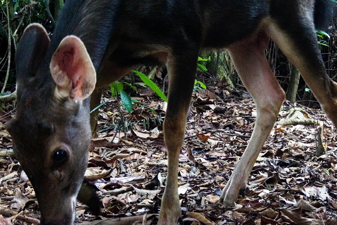 The area is home to many mousedeer and sambar deer