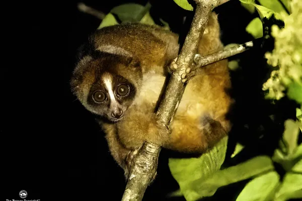 Utan Wildlife Experience - Day 4(Ext) 