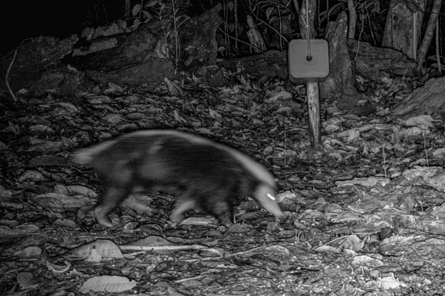 Sunda Stink Badger at Utan Rainforest Lodge