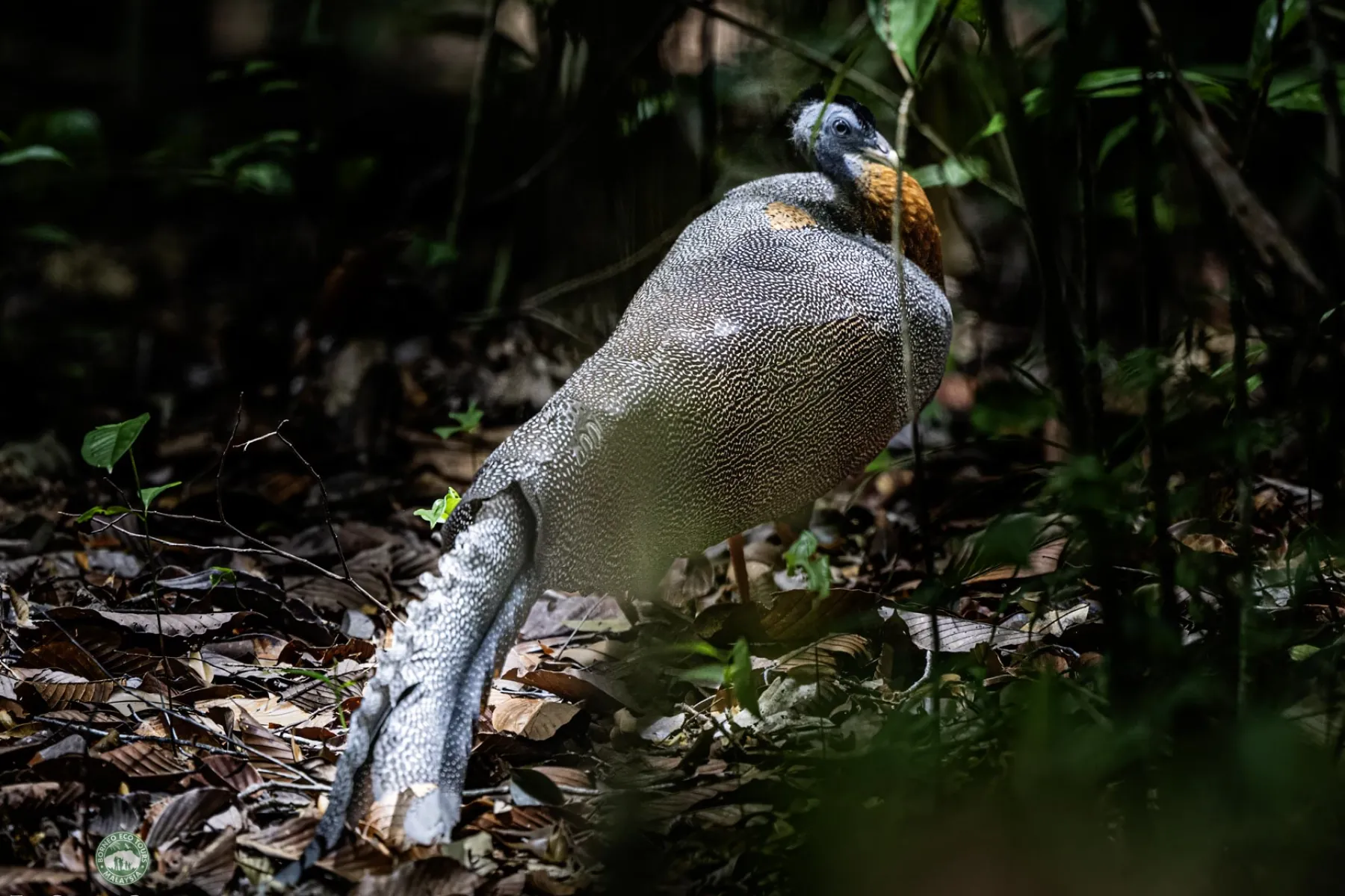 Argus pheasant