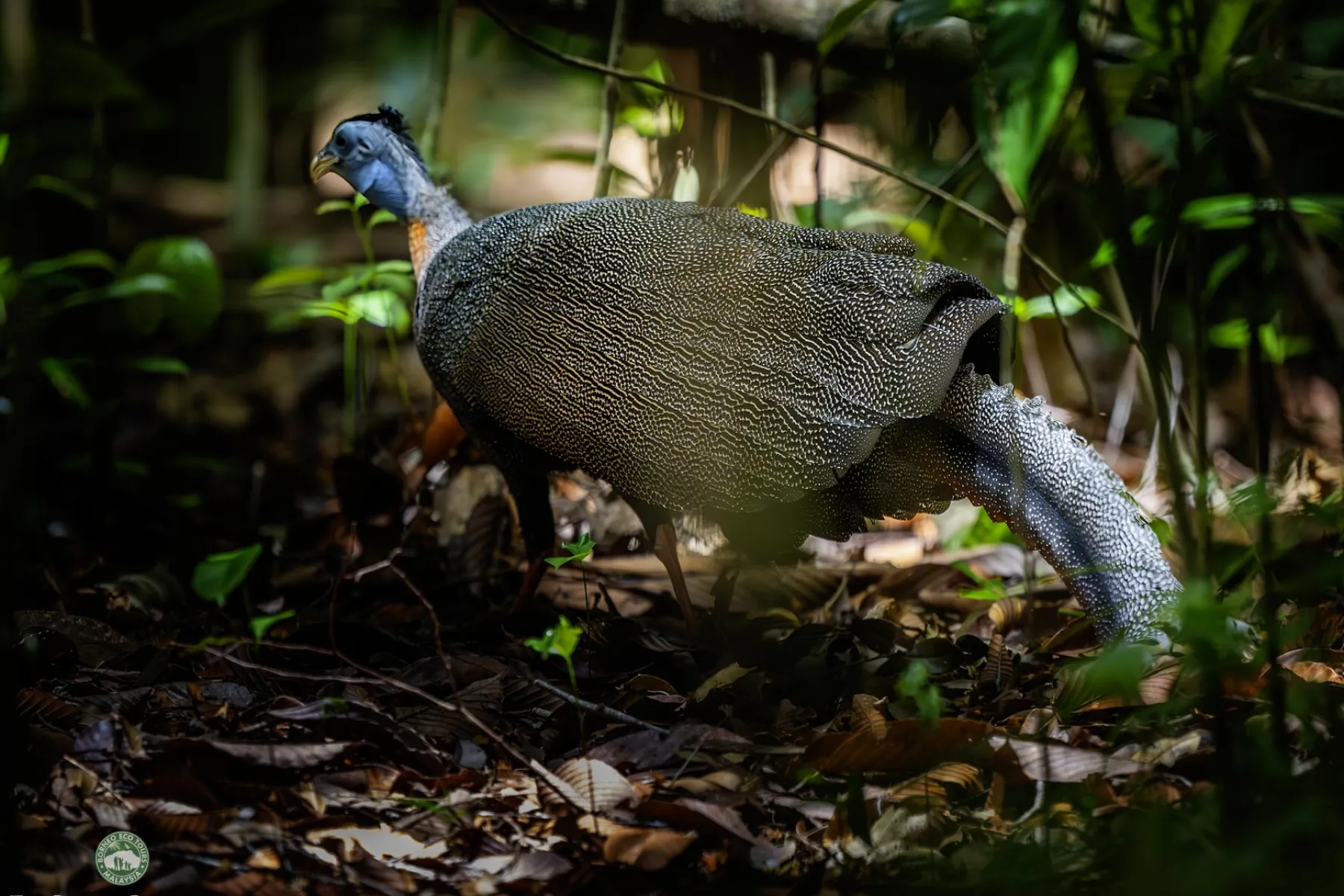 Argus pheasant