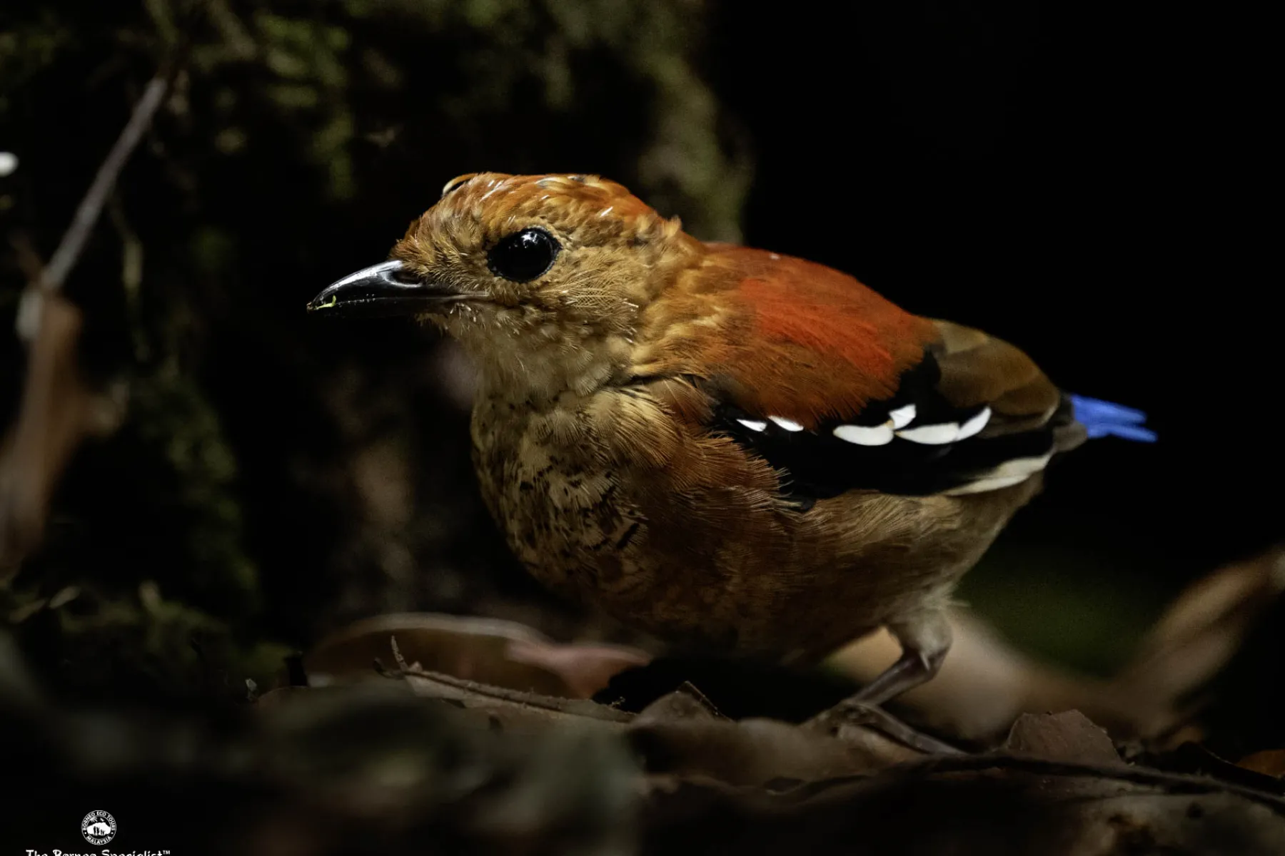 Blue-headed pitta female