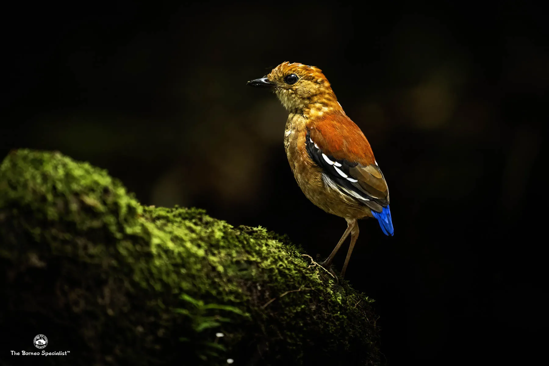 Blue-headed pitta female