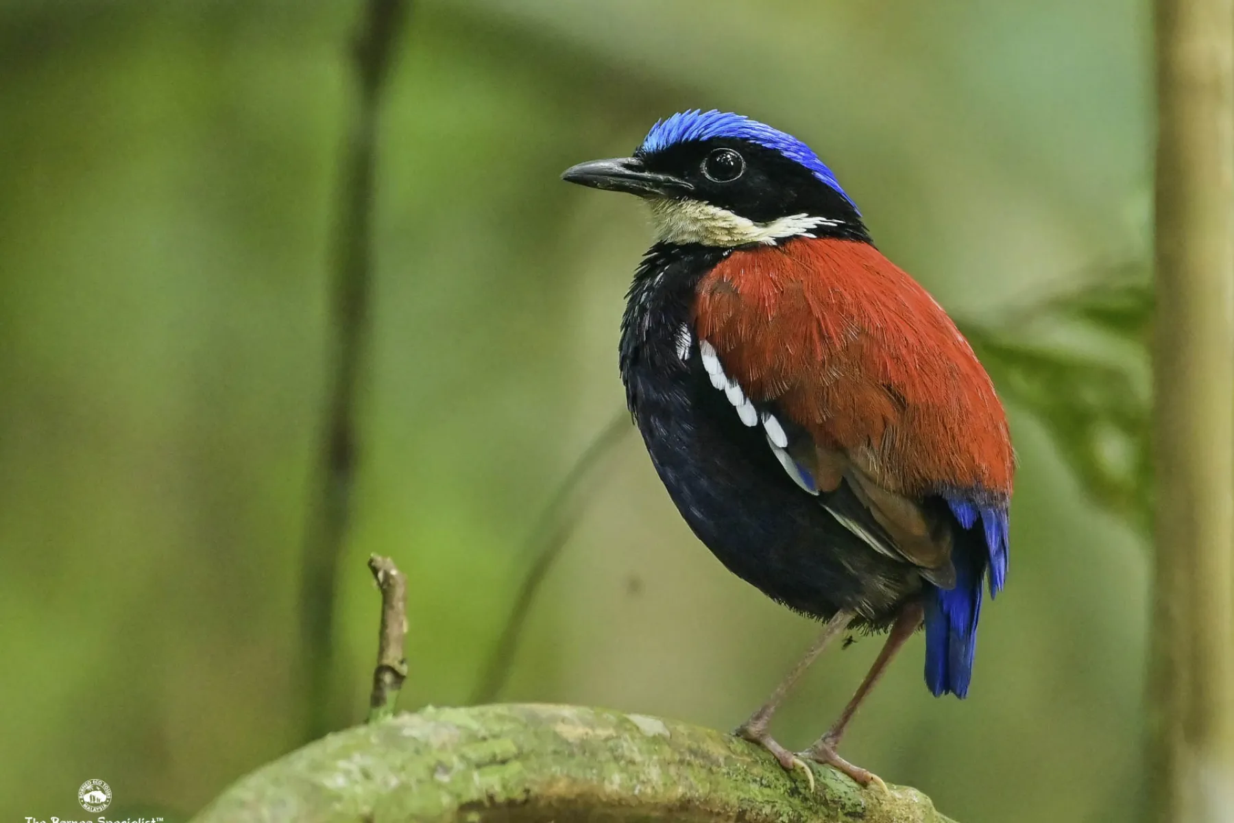 Blue headed pitta