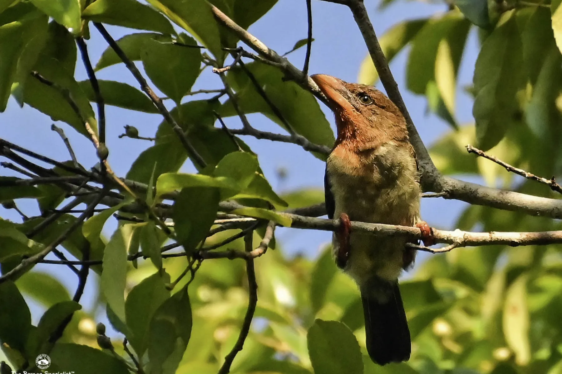 Bornean brown barbet