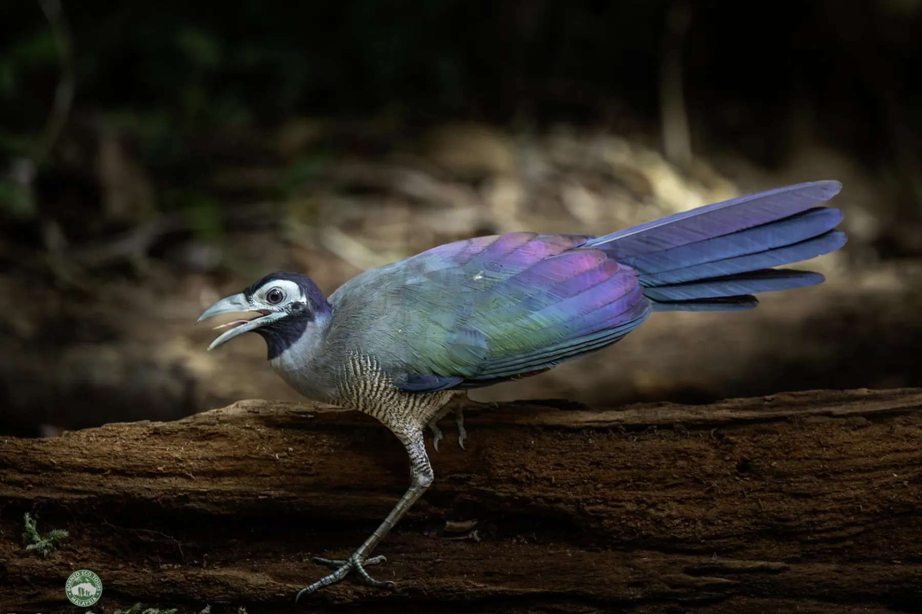Bornean Ground Cuckoo
