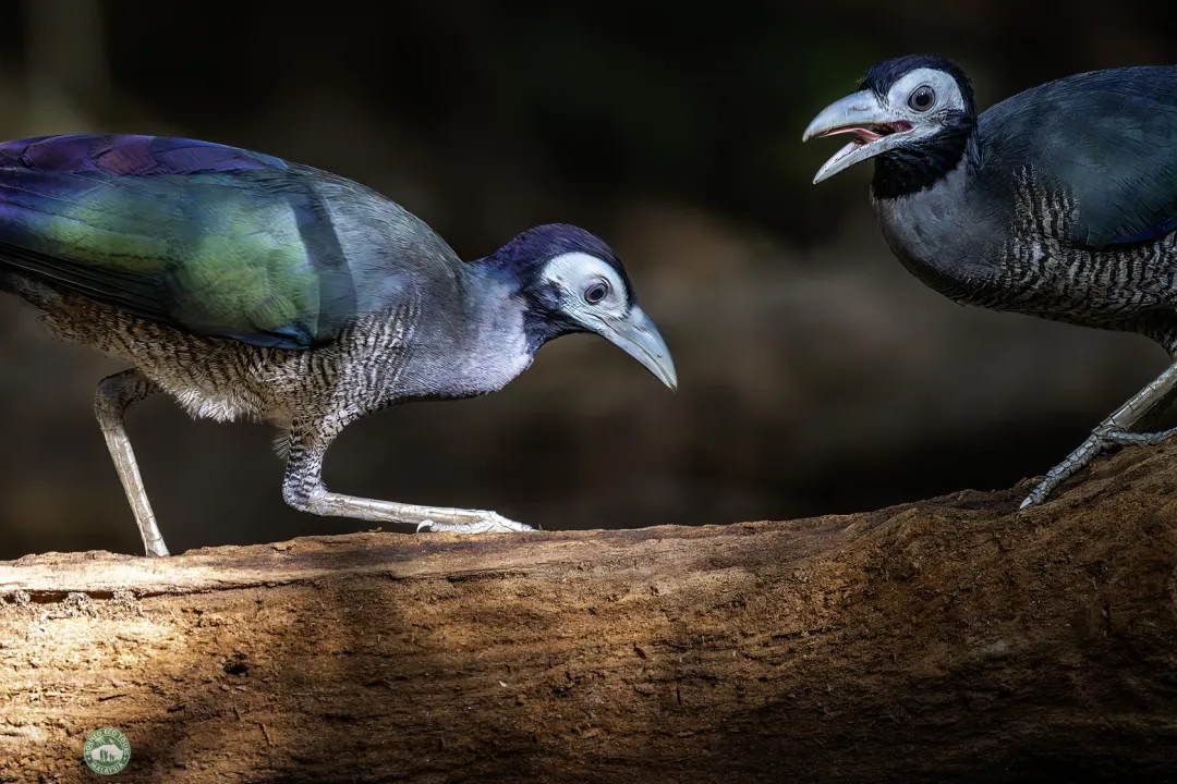 bornean ground cuckoo