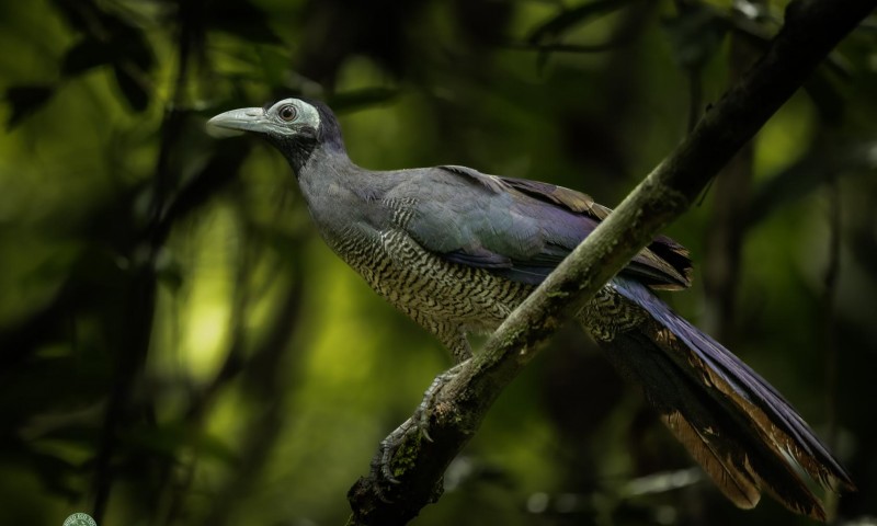 Array of Bird Species