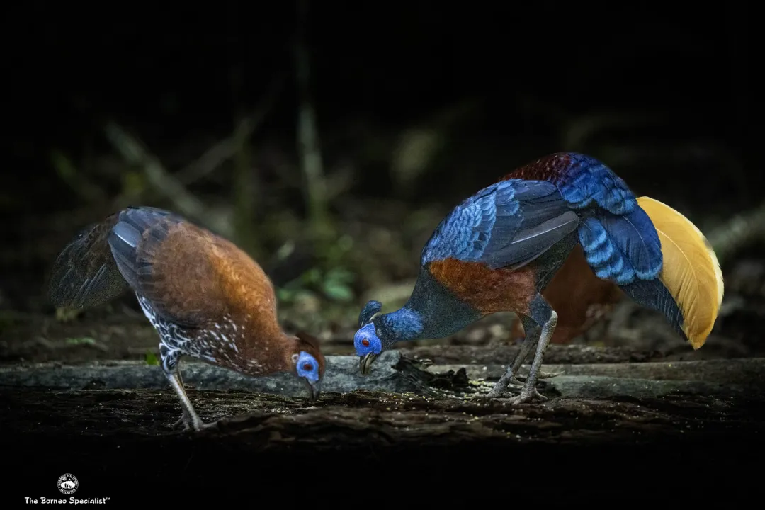 crested fireback