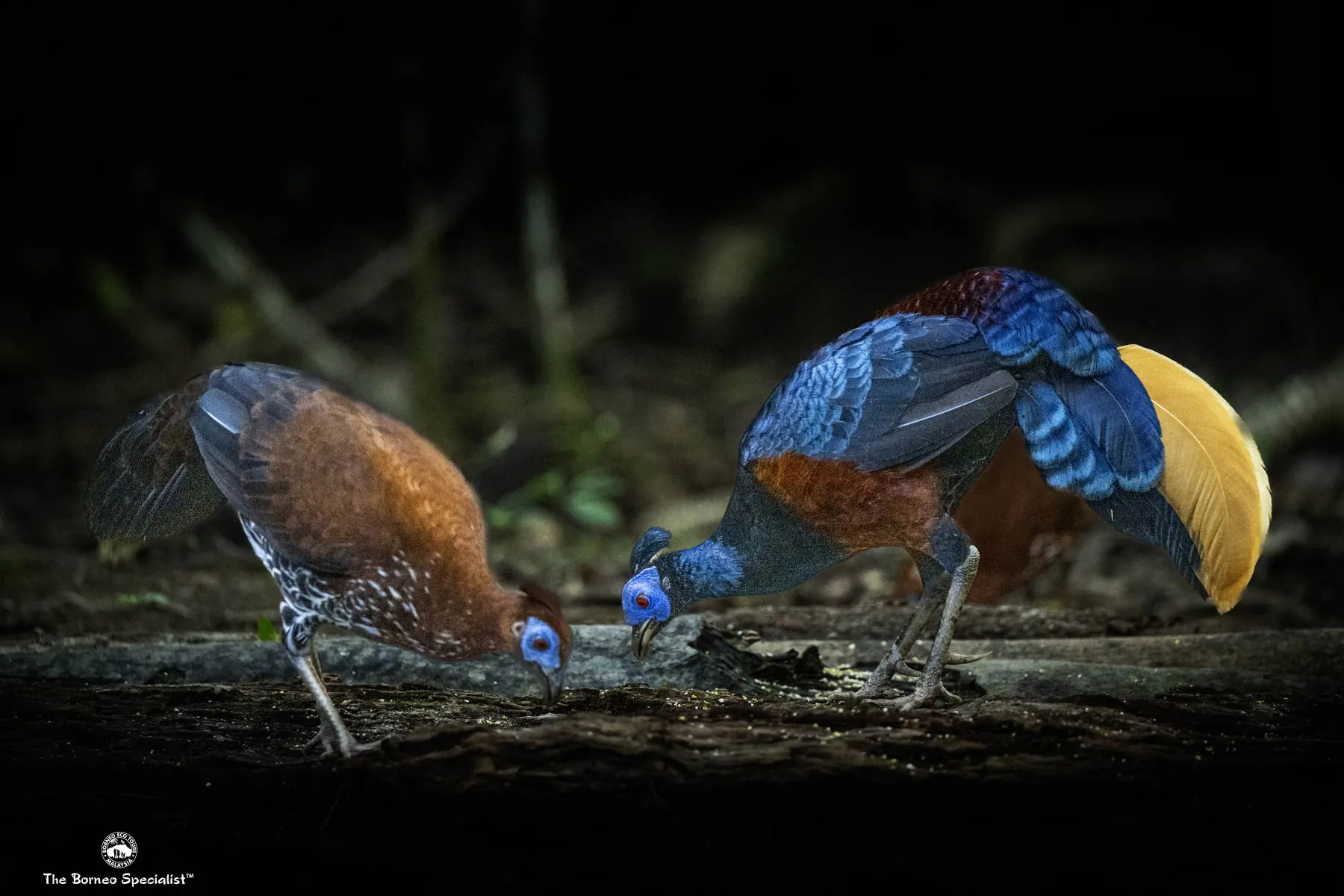 Crested fireback