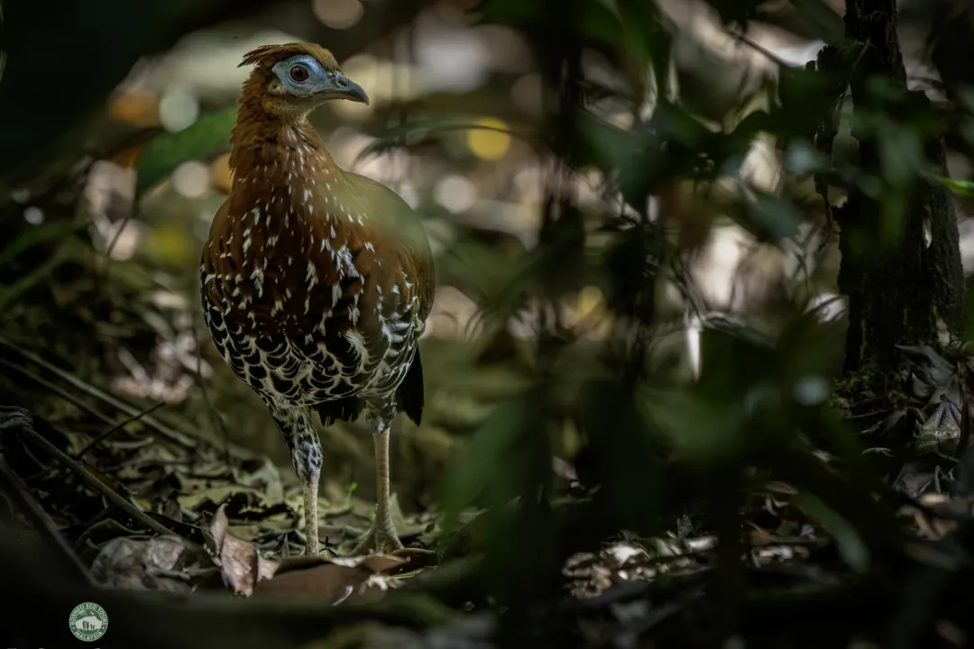 Crested Fireback Pheasant is also another wonderful highlight here