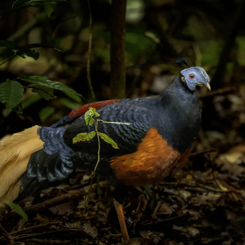 Top Attractions - Utan Rainforest Lodge