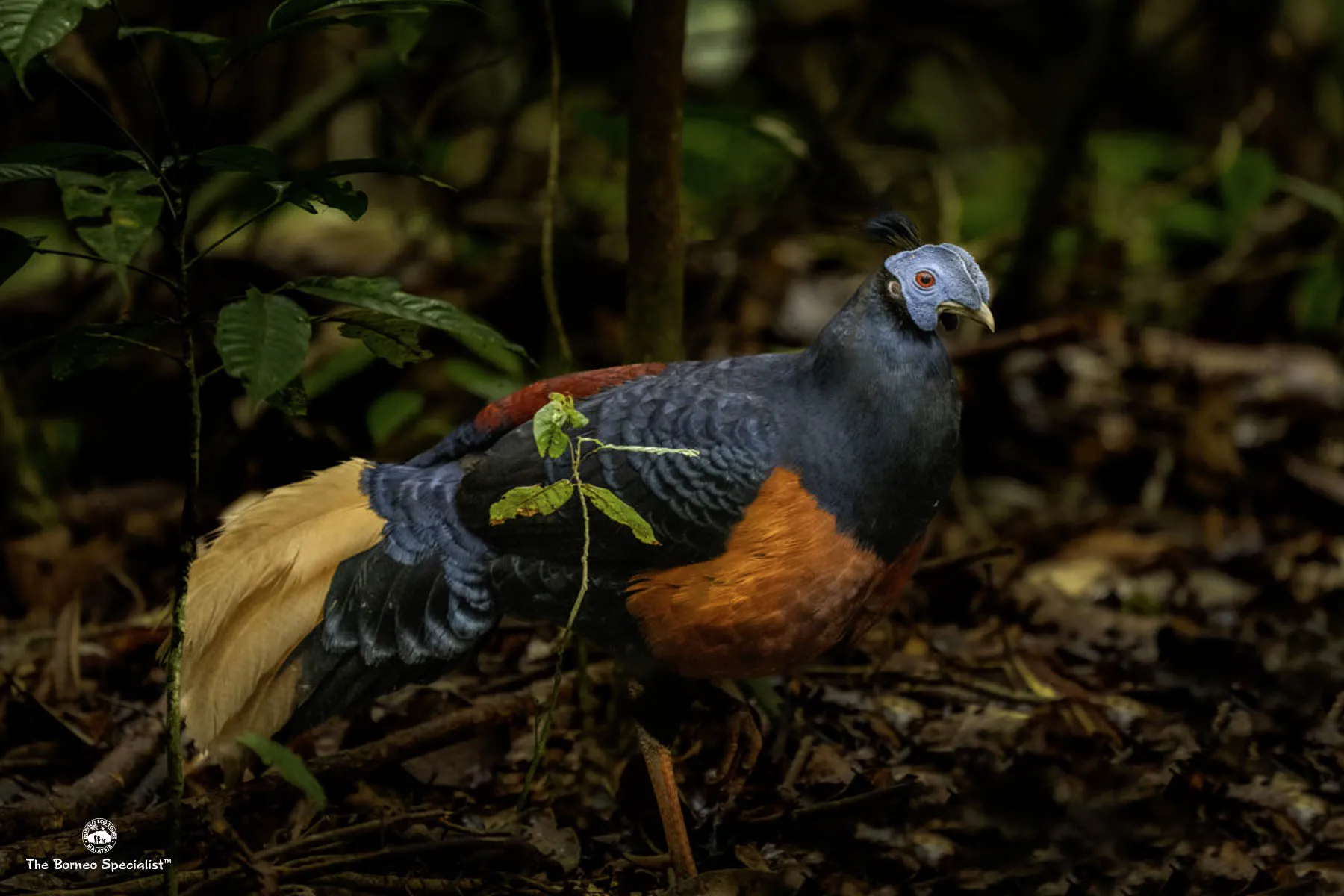 Crested Fireback