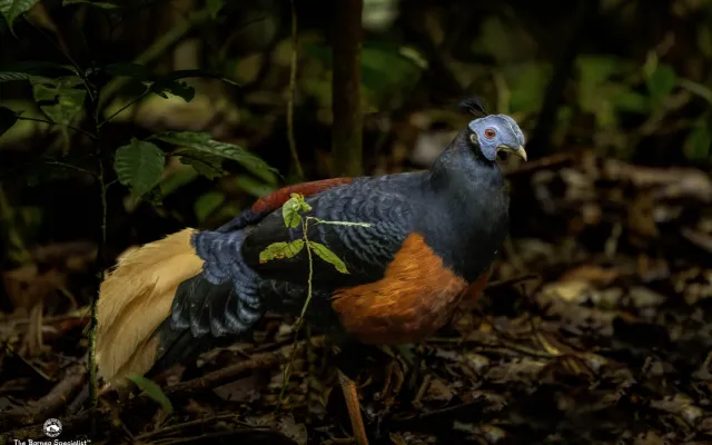 Your Gateway to an Exclusive Nature Retreat and Encounters with Borneo's Wildlife