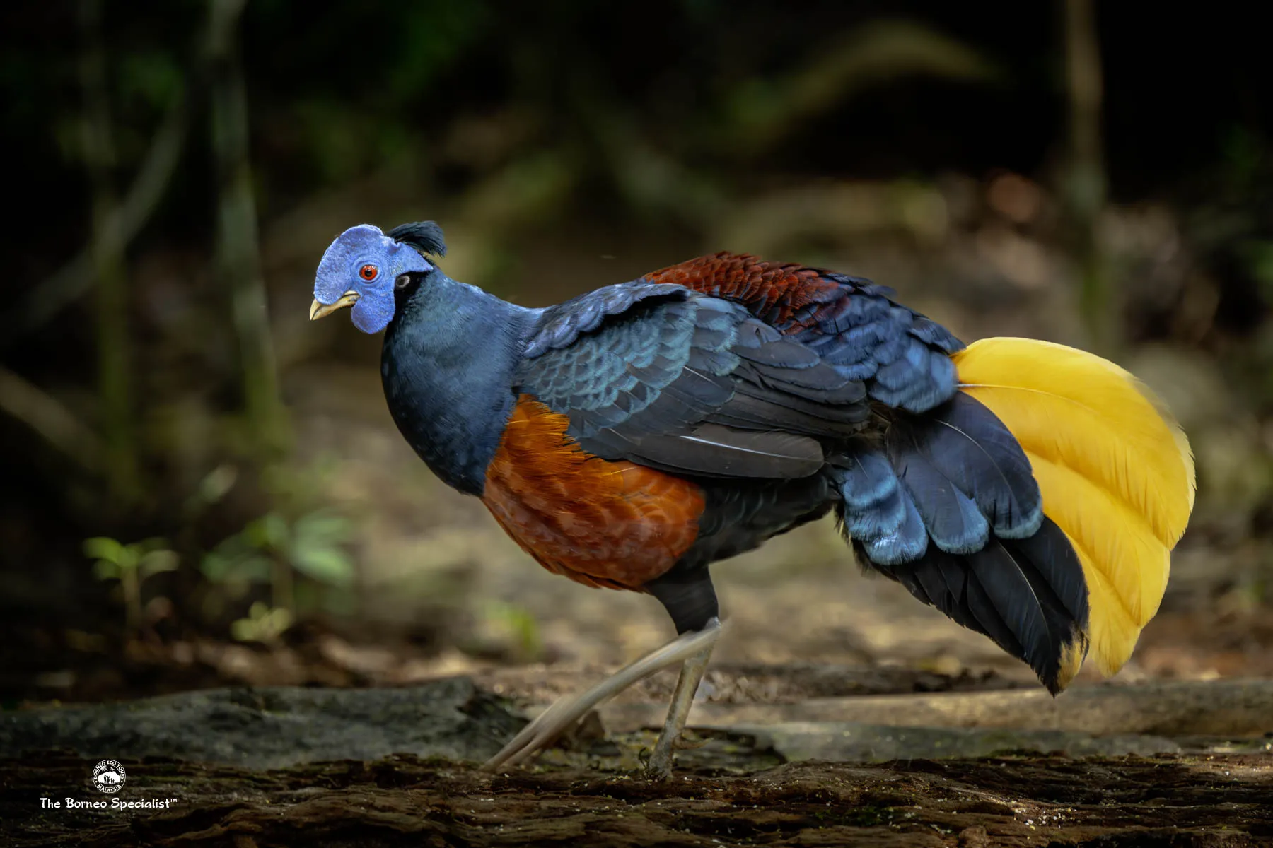 Crested Fireback