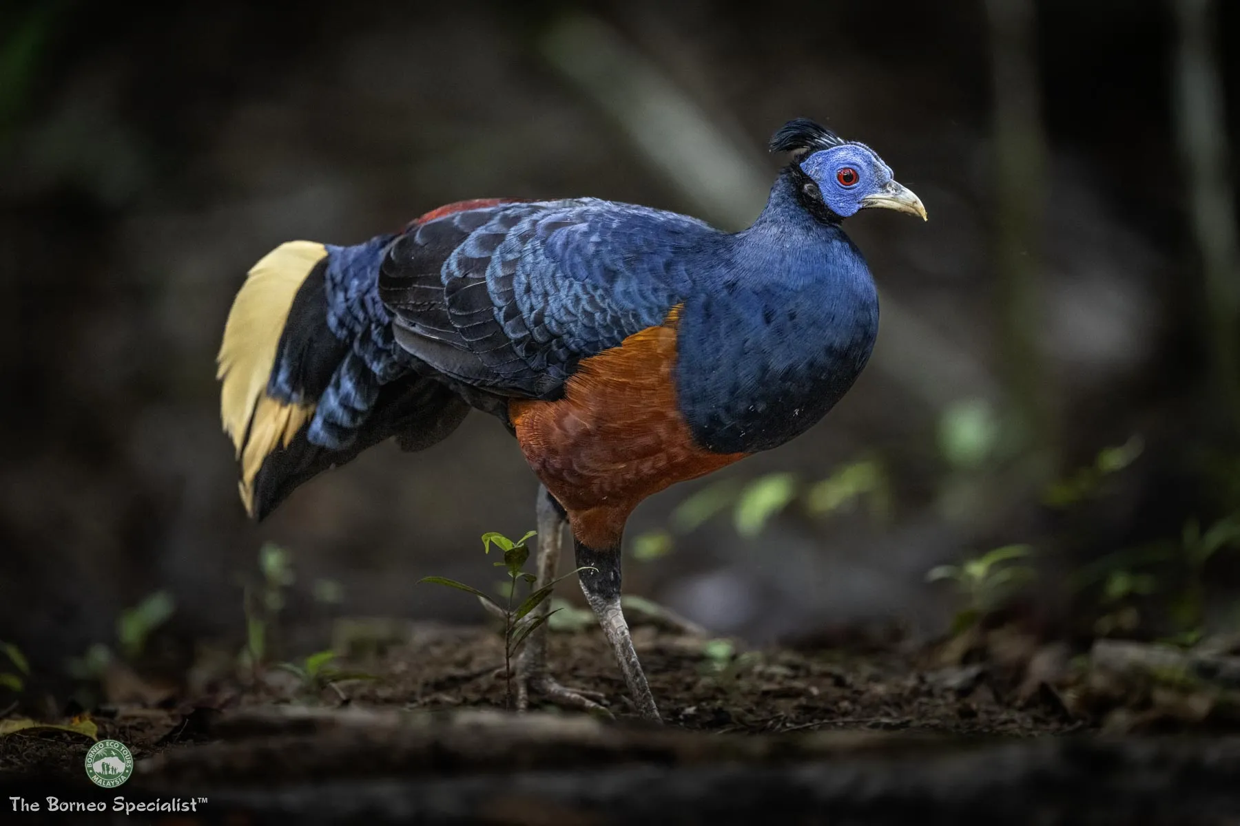 Crested fireback