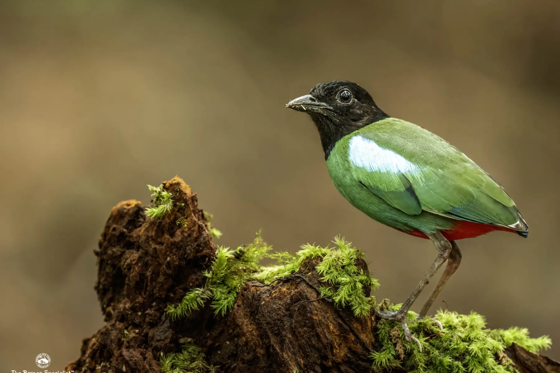 Hooded Pitta