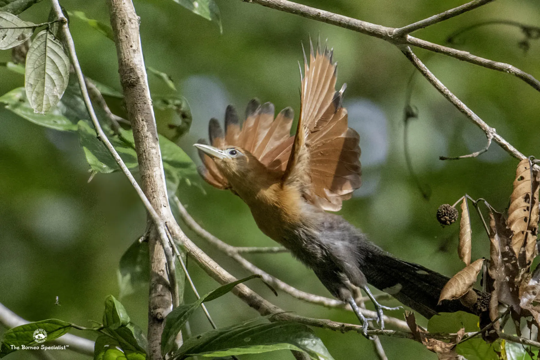 Malkoha