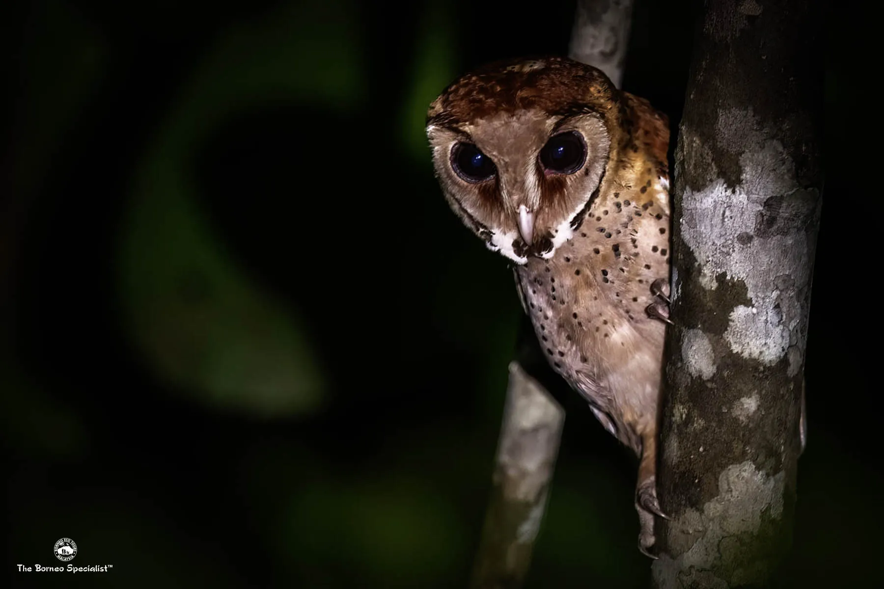 Oriental bay owl