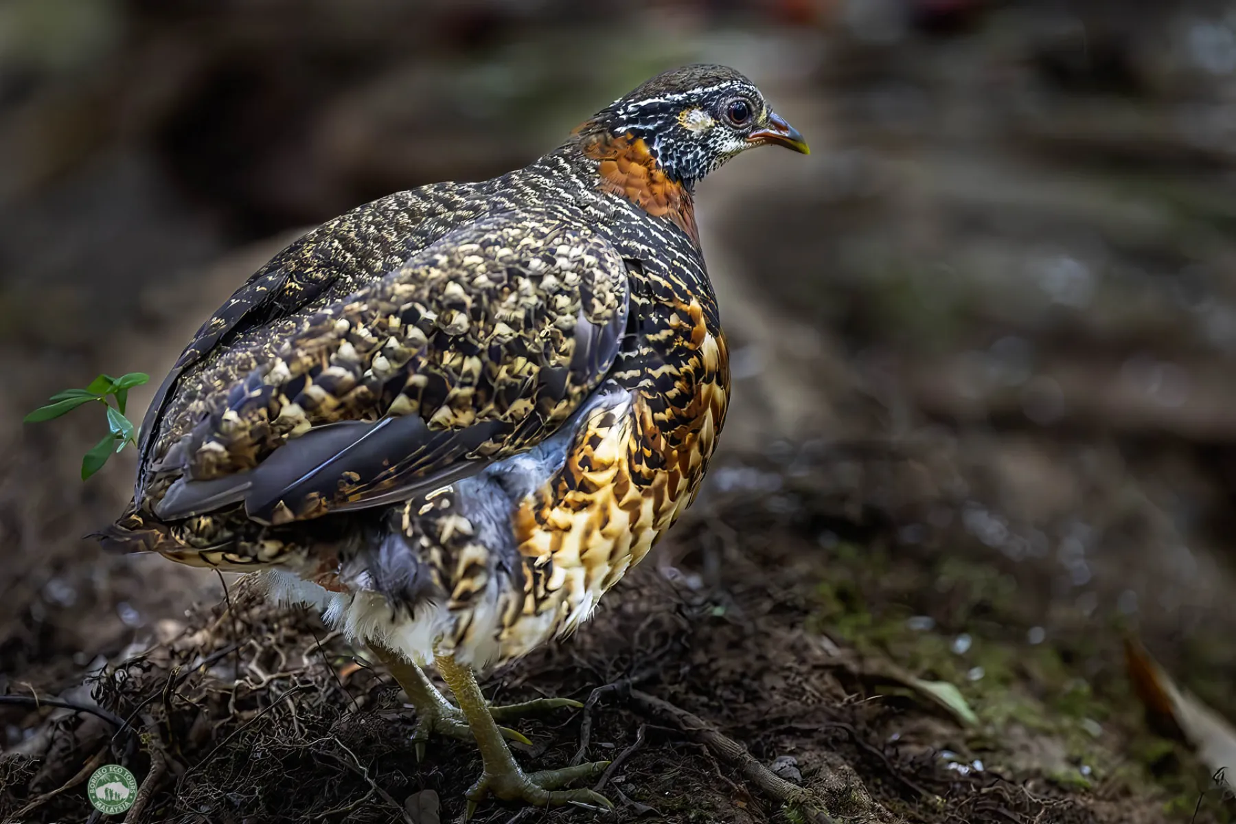 Sabah Partridge