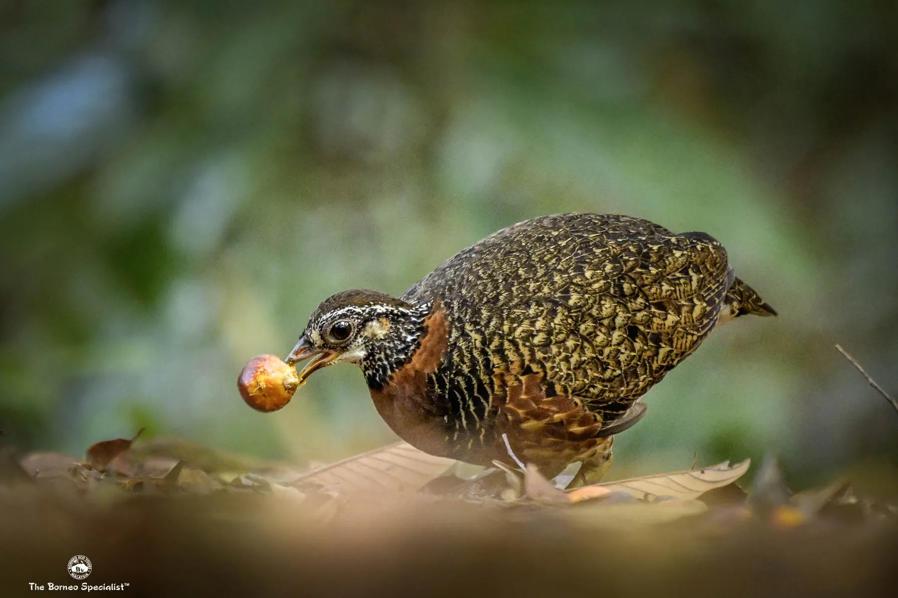 Sabah partridge