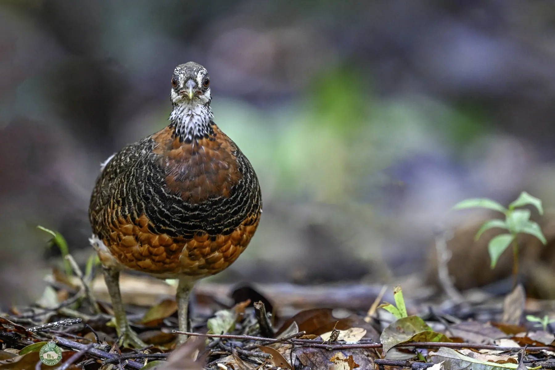 Sabah Partridge