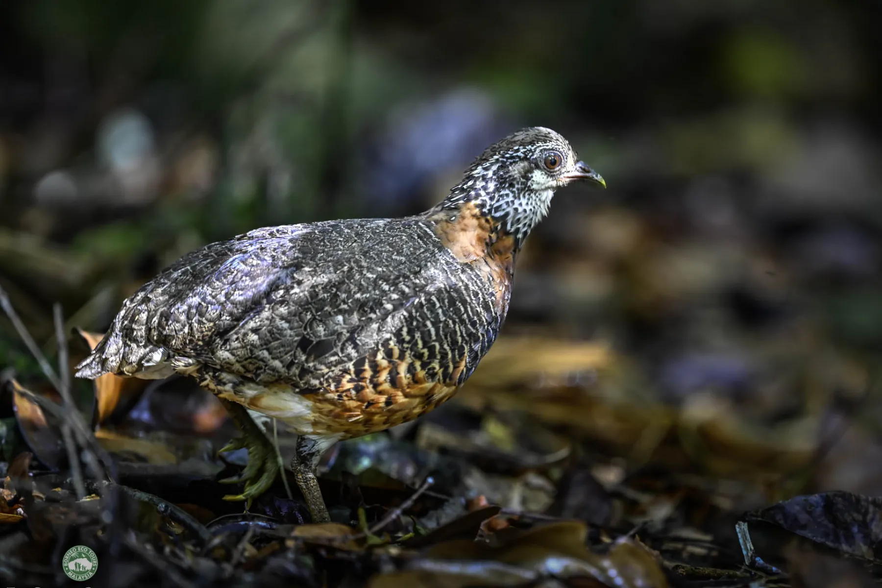 Sabah Partridge