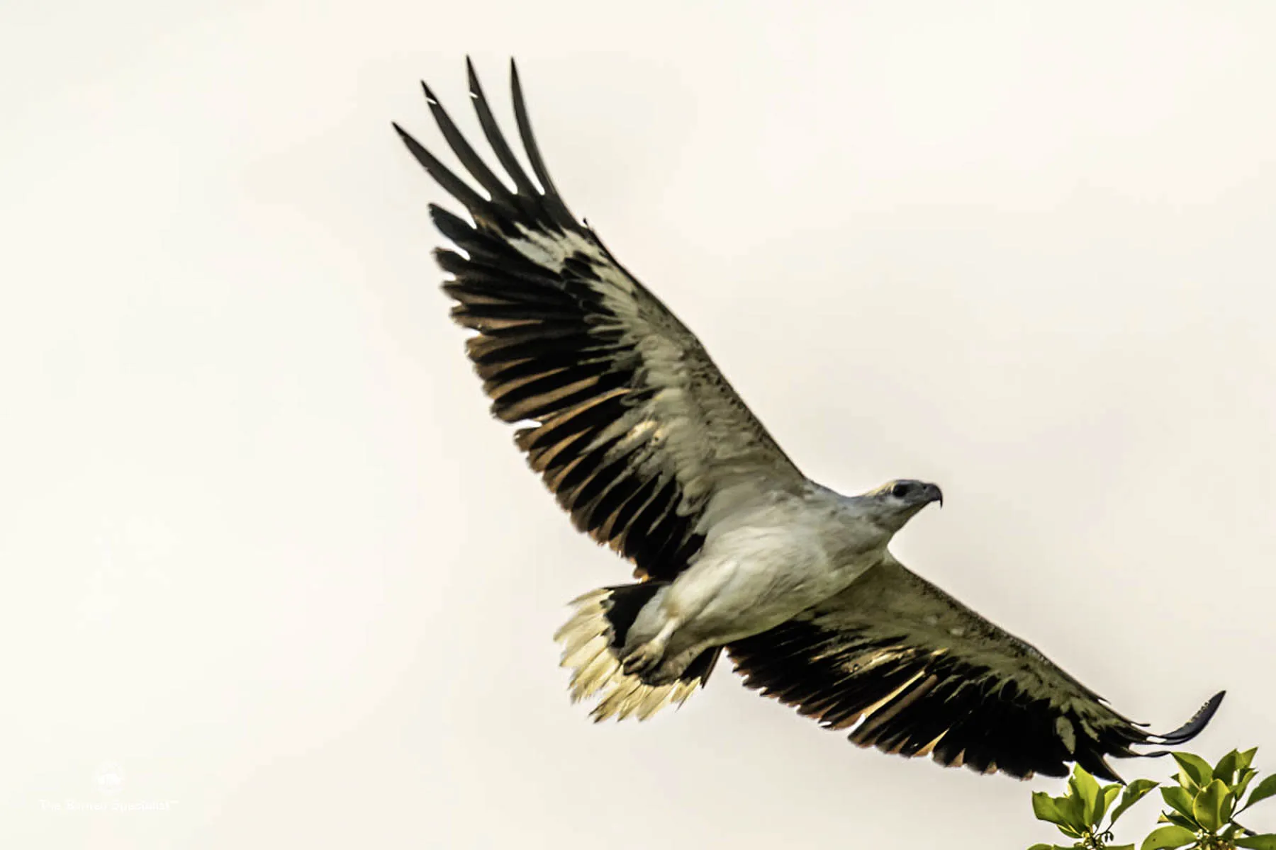White-bellied sea eagle