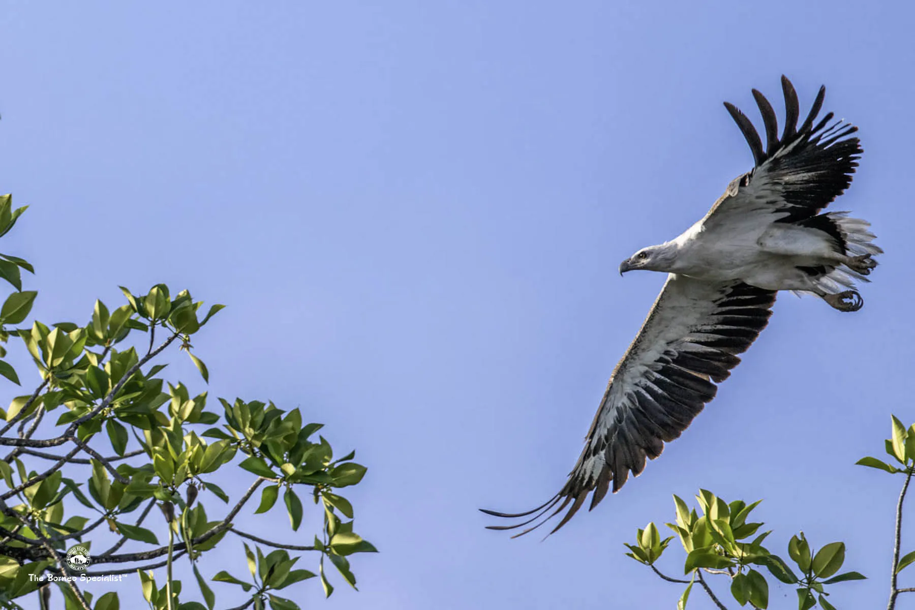 White bellied sea eagle on the estuary cruise