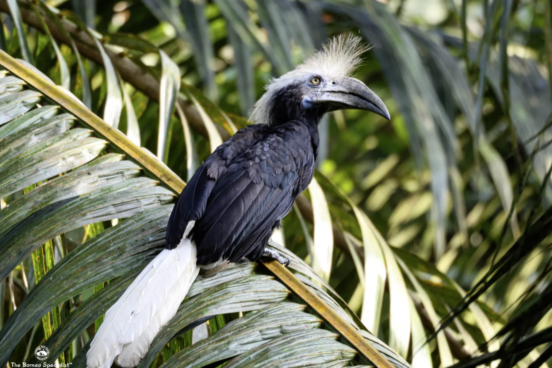 white crowned hornbill