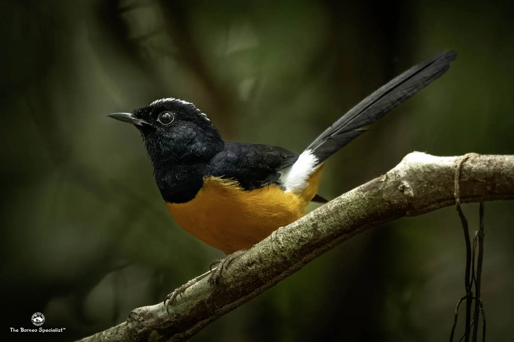 White crowned shama