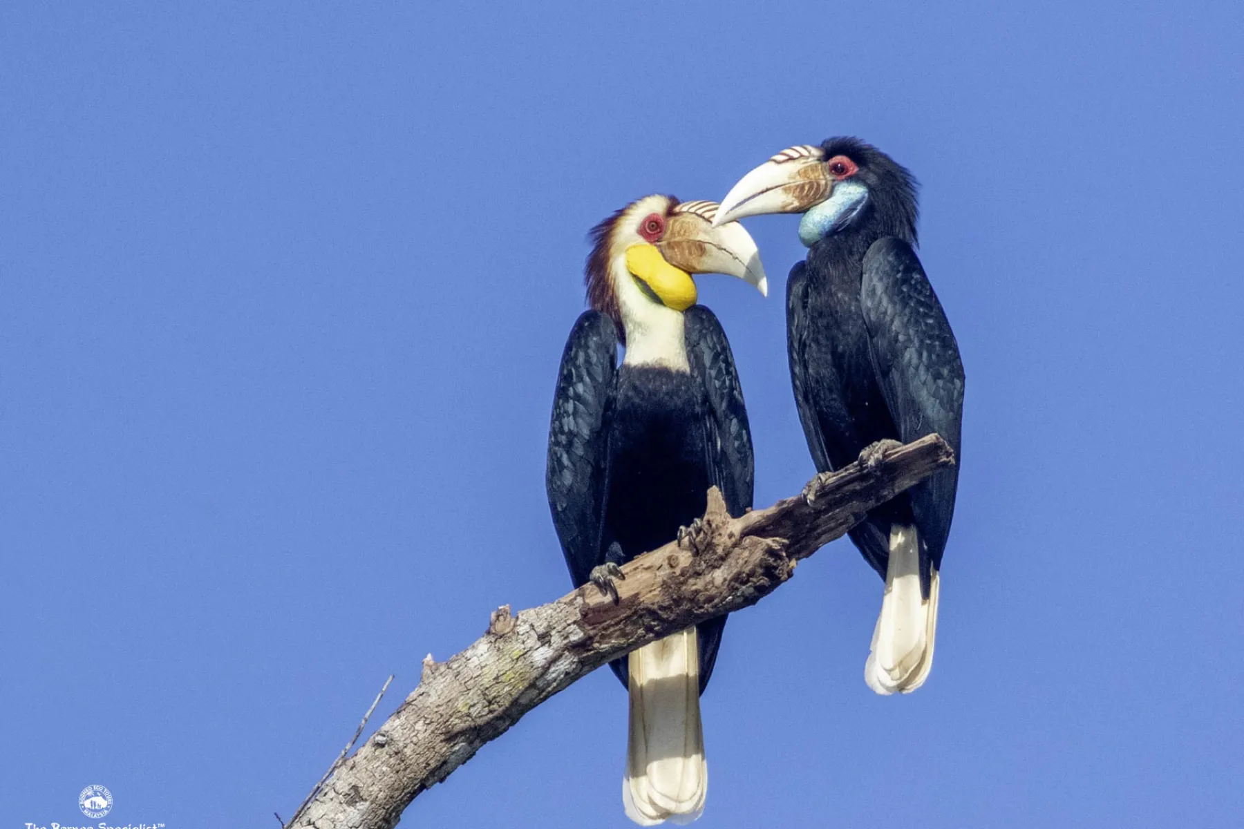 Wreathed hornbill